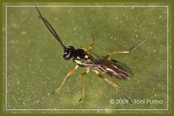 Imenottero siciliano: Ichneumonidae Diplazontinae